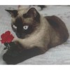 Cat With a Rose (47 x 40 picture size)