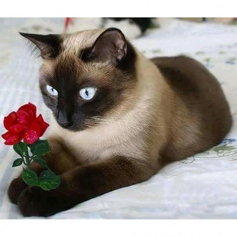 Cat With a Rose (47 x 40 picture size)