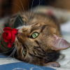 Cat eating A Rose (50 x 50 actual picture size)