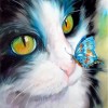 Butterfly Cat (50 x 50 actual picture size)