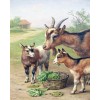 Billy Goats (40 x 50)