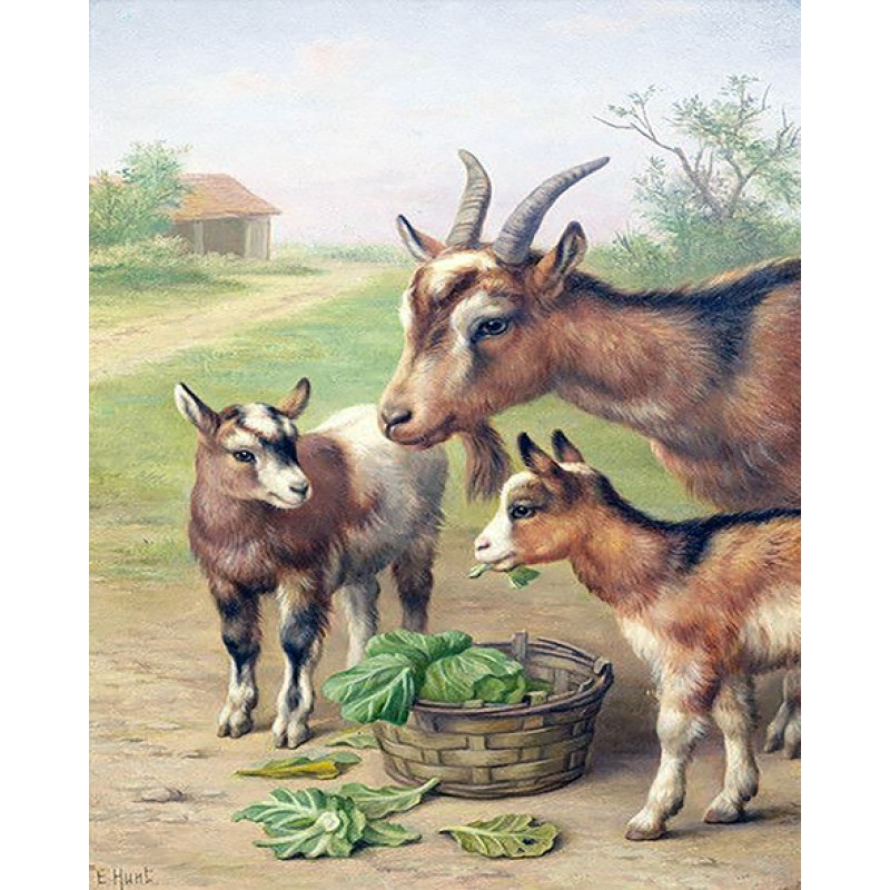 Billy Goats (40 x 50...