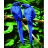 Blue Parrots (50 x 60 actual picture size)
