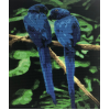 Blue Parrots (50 x 60 actual picture size)