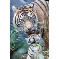 Baby Tiger 1 (40 x 60)