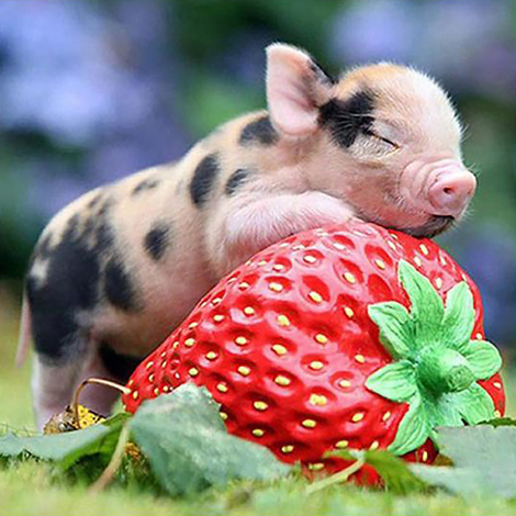 Baby Pig (50 x 50 actual picture size)