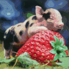 Baby Pig (50 x 50 actual picture size)