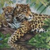 Baby Leopard (50 x 50)