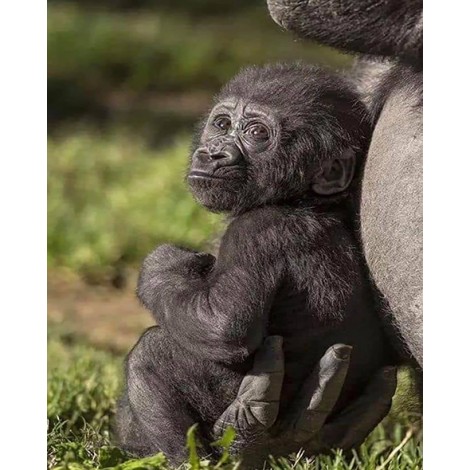 Baby Gorilla (40 x 50)