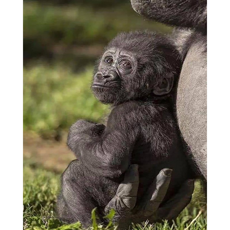 Baby Gorilla (40 x 5...
