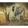 Baby Elephant 55 x 46 picture size