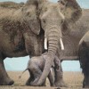 Baby Elephant 1 (50 x 50)