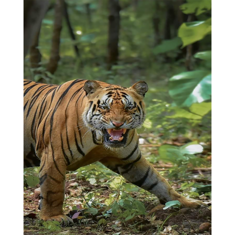 Angry Tiger (40 x 50 actual picture size)