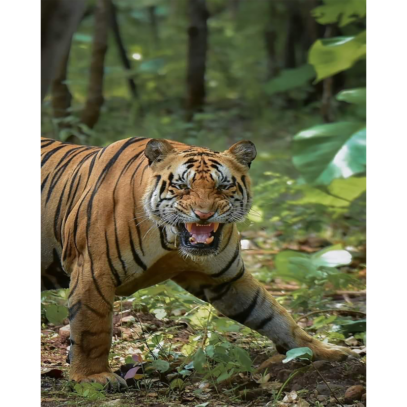 Angry Tiger (40 x 50...