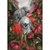 African Greys (50 x 70 actual picture size)